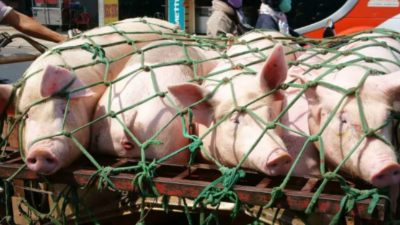 上下“拖市”合力，豬價(jià)有望上漲-上海邦森