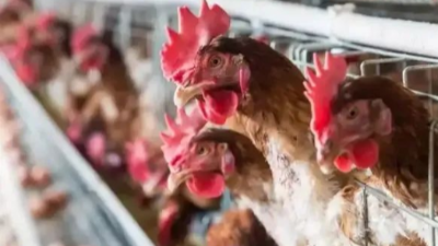 影響蛋雞產(chǎn)蛋的4大因素