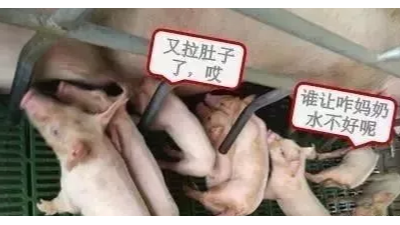 母豬奶水不好怎么辦？速壯丁幫您解憂愁