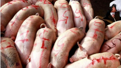 全國豬價行情“漲翻天”！-上海邦森