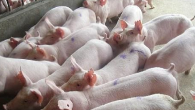 綜合防治豬病的黃金規(guī)則