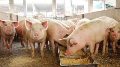 秋季天氣轉(zhuǎn)涼，養(yǎng)豬人需要注意的3點(diǎn)-上海邦森