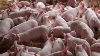 上海邦森豬價行情分析，3大利好消息