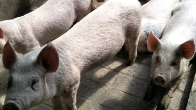 豬附紅細(xì)胞體防治方案