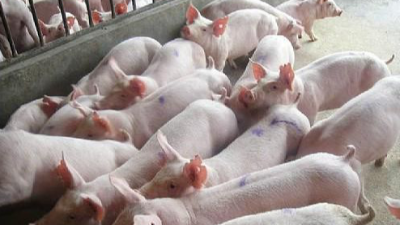 上海邦森程老師談豬?。贺i病經(jīng)驗談