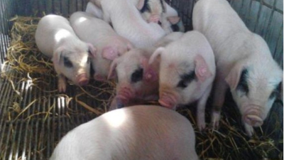 李曼大會(huì)——我國(guó)當(dāng)前豬病流行現(xiàn)狀與防控策略。上海邦森分享。