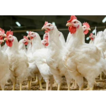 用實證說話，速壯丁在白羽肉雞的應用效果！