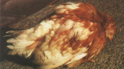 走進(jìn)雞傳染性法氏囊炎，跟上海邦森一起學(xué)相關(guān)知識(shí)