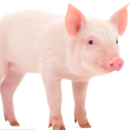 上海邦森生物安全用藥、藍(lán)耳病用藥得到客戶的認(rèn)可