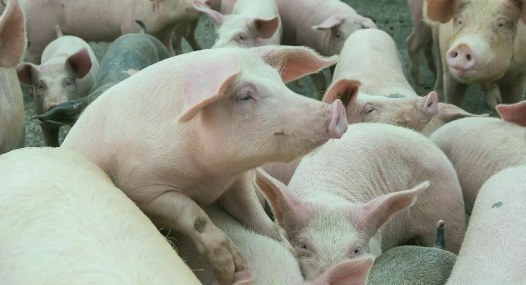 搶豬大戲在即！豬價(jià)蓄勢(shì)待漲，“頂點(diǎn)”是多少？-上海邦森