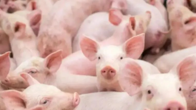 冬季養(yǎng)豬6點(diǎn)要注意