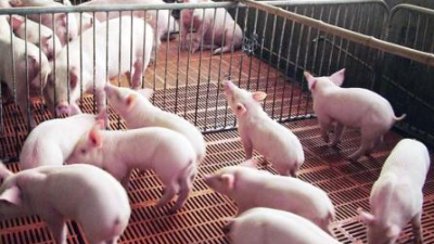 冬天新生的仔豬腹瀉怎么辦？上海邦森【黃金搭檔】來幫您