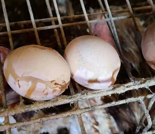 使用加強(qiáng)型如意前蛋質(zhì)量