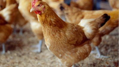 上海邦森分析2021年產(chǎn)蛋雞局勢