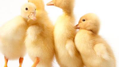 春季養(yǎng)鴨，上海邦森分享疾病防治之道