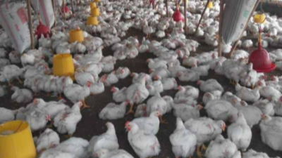 冬季家禽冷應激如何防治