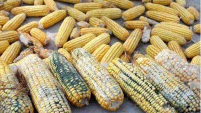 上海邦森分享霉菌毒素對家禽危害的十個(gè)方面