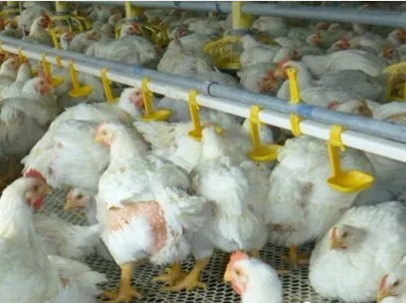 腺胃炎飲水問(wèn)題