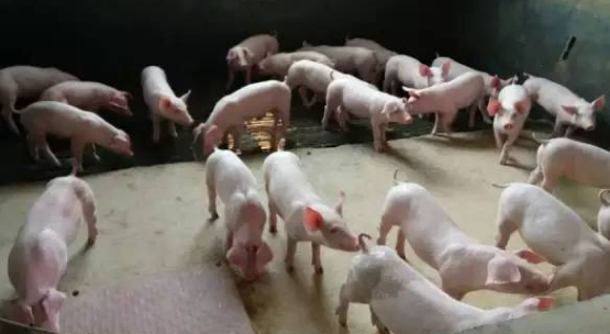 做好防非控藍(lán)，豬場(chǎng)穩(wěn)贏-上海邦森