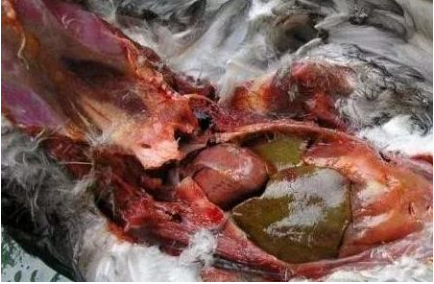 鴿沙門(mén)氏菌類型