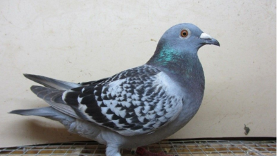 上海邦森技術(shù)之肉鴿的疫苗接種