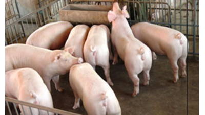 豬只流行性感冒，上海邦森教您一招輕松應(yīng)對(duì)